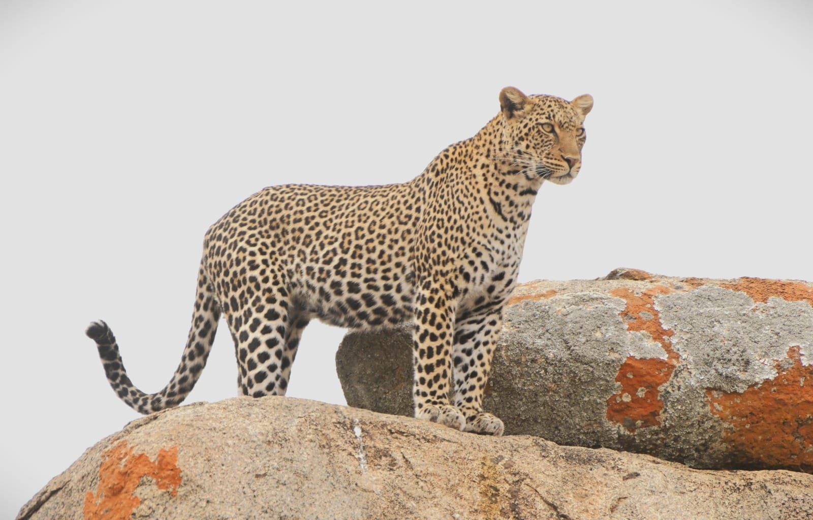 Tanzania Camping Safari Day 6